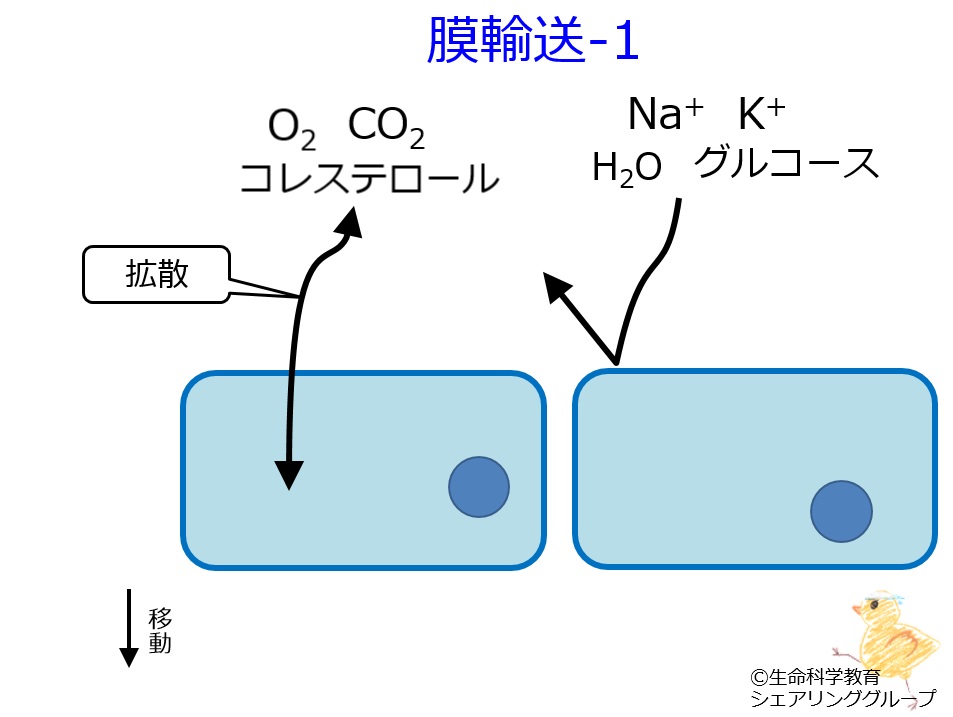 membrane_diffusion_ja.jpg