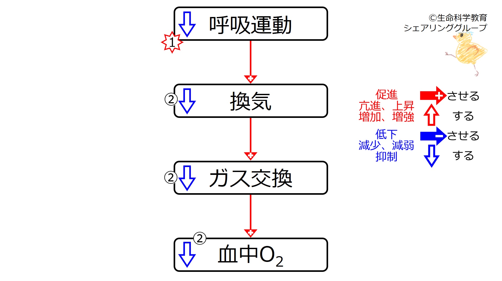 HypoVentO2.jpg