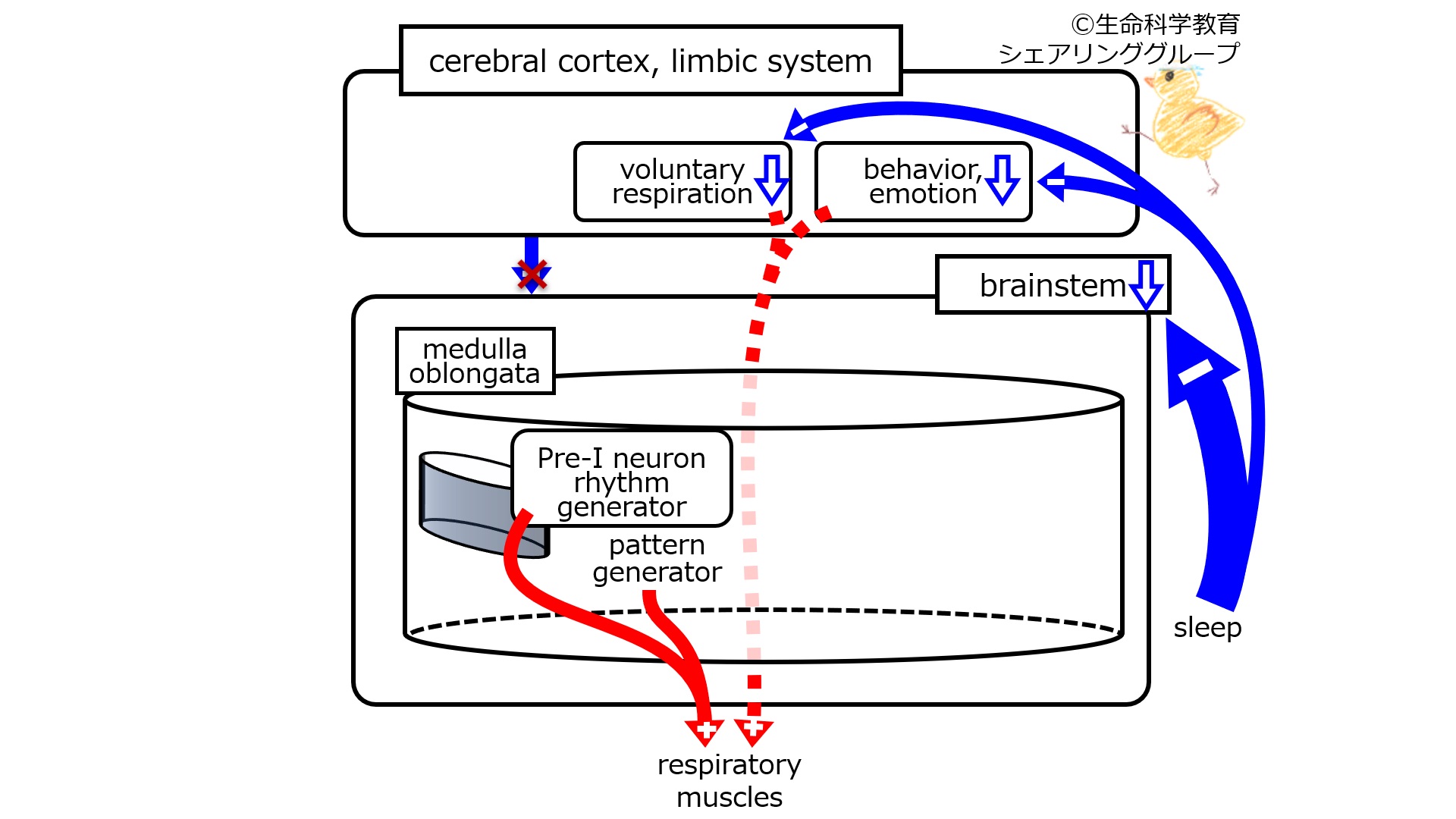 RespiratoryControlCerebralCortexAsleep.jpg