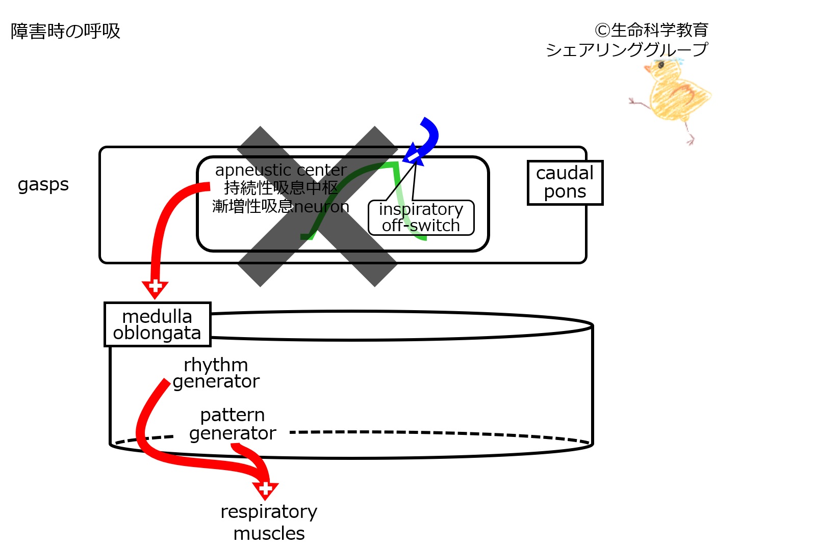 RespiratoryControlCaudalPonsDamaged.jpg