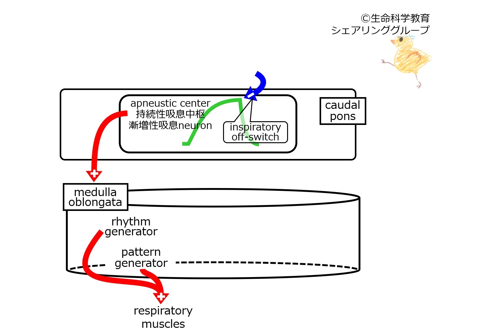 RespiratoryControlCaudalPonsNormal.jpg