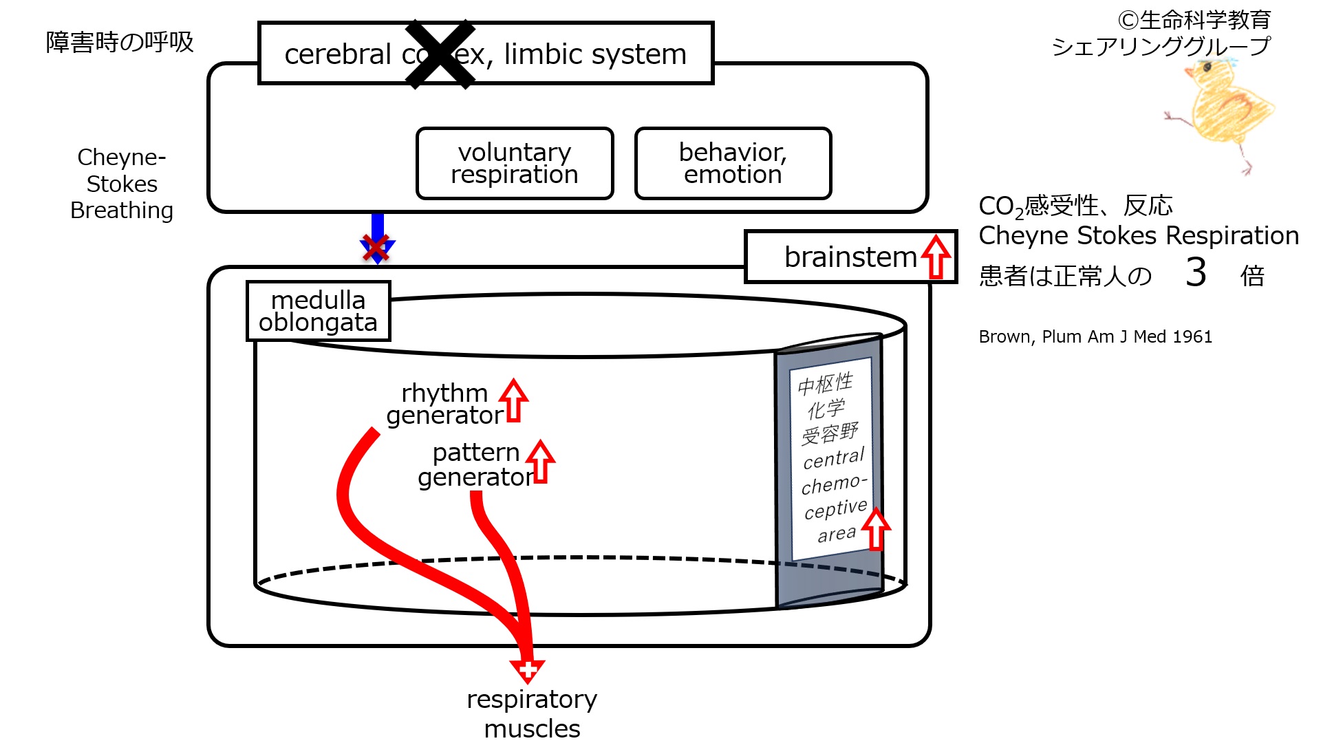 RespiratoryControlCerebralCortexDamaged.jpg