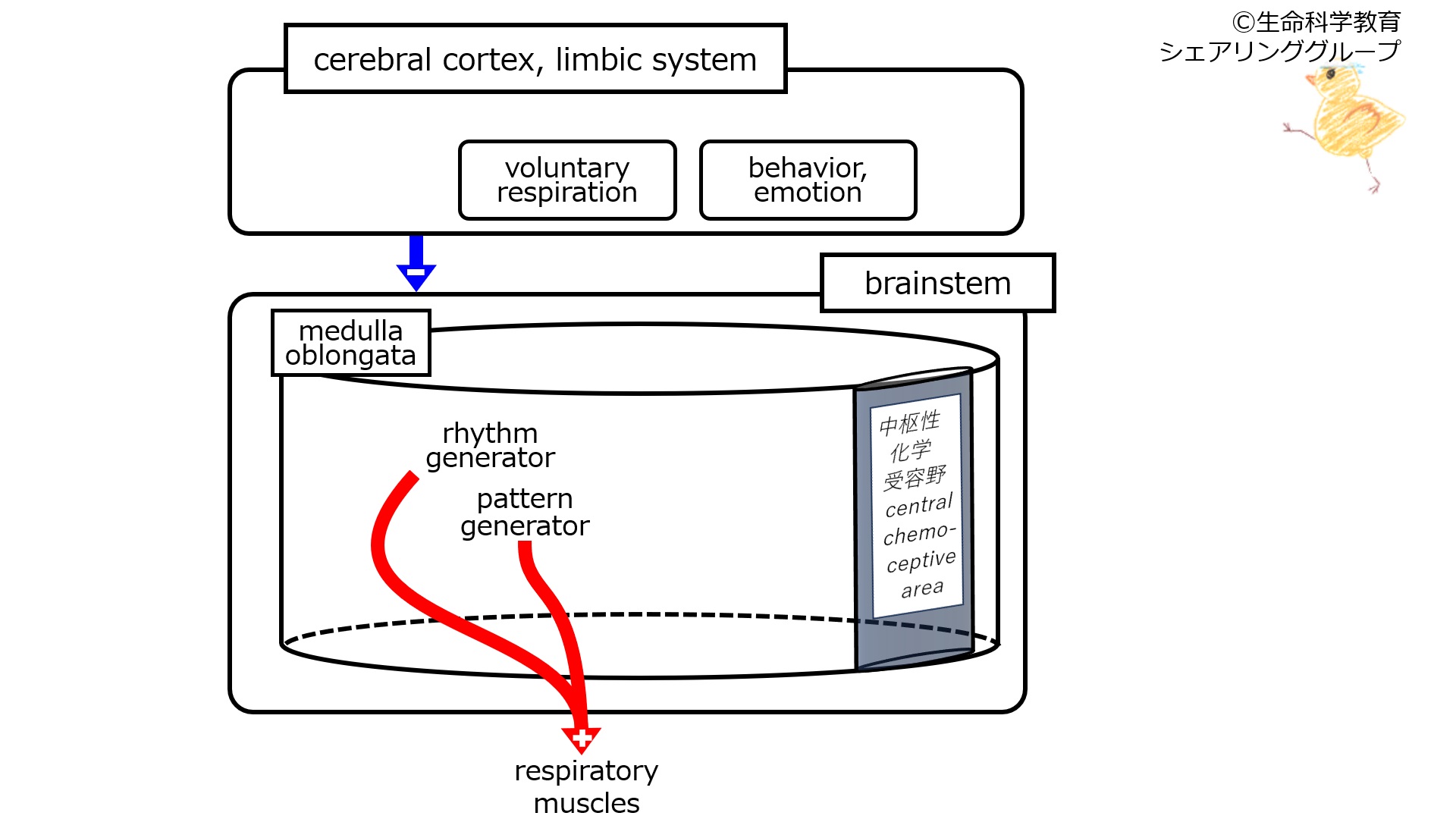 RespiratoryControlCerebralCortexNormalFunction3.jpg