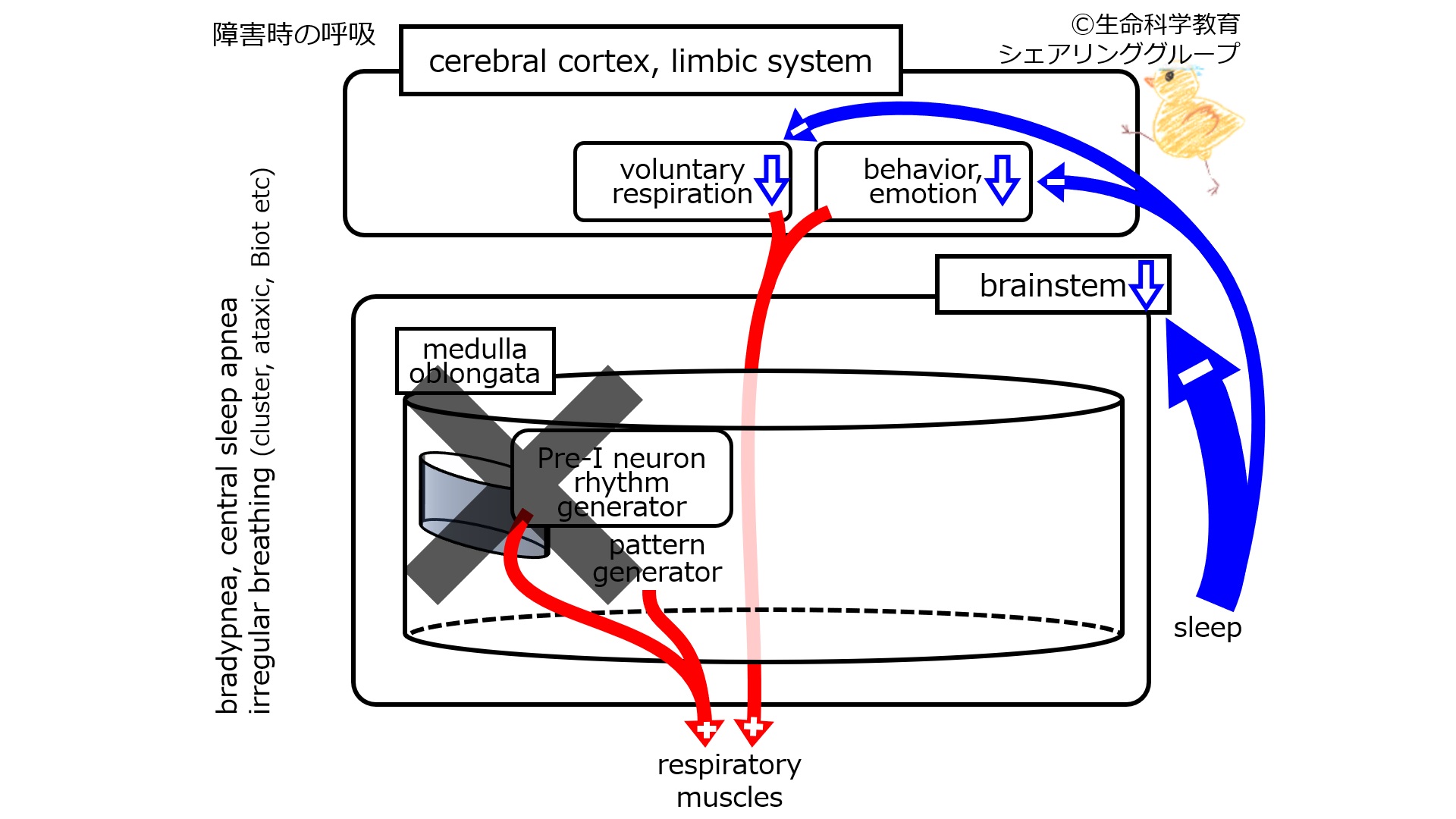 RespiratoryControlMedullaOblongataDamagedAsleep.jpg