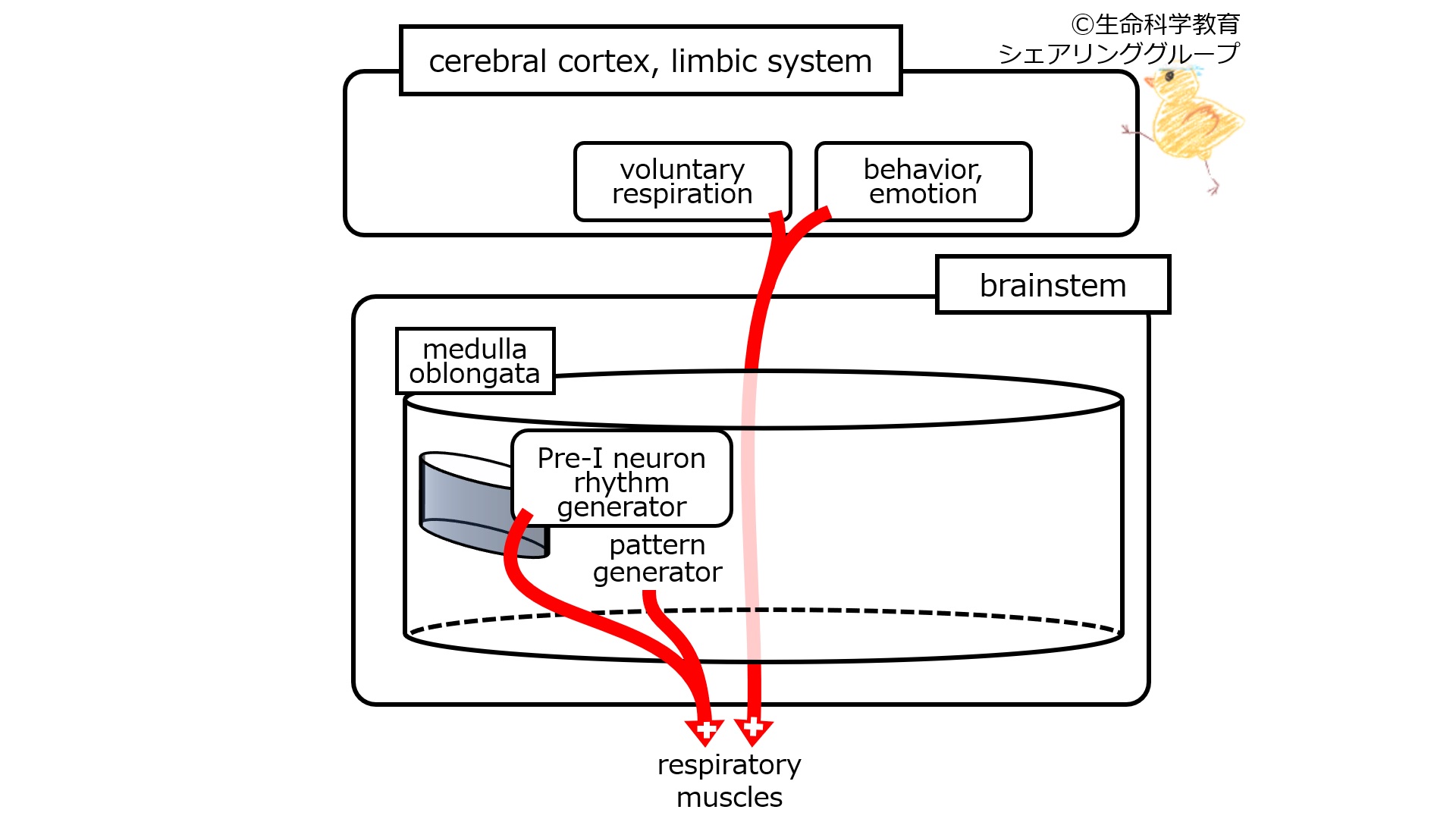 RespiratoryControlMedullaOblongataNormal.jpg