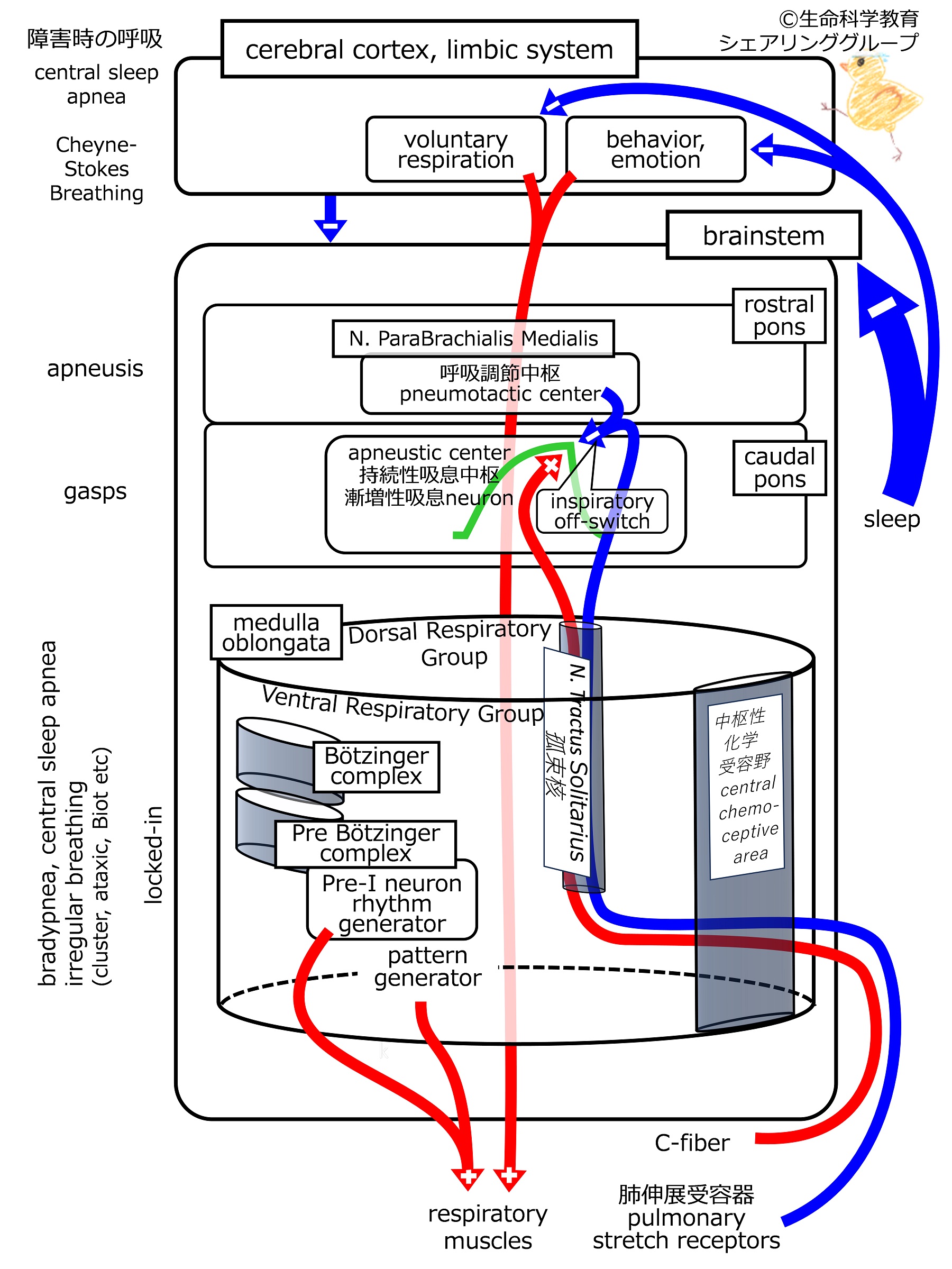 RespiratoryControlOverview.jpg
