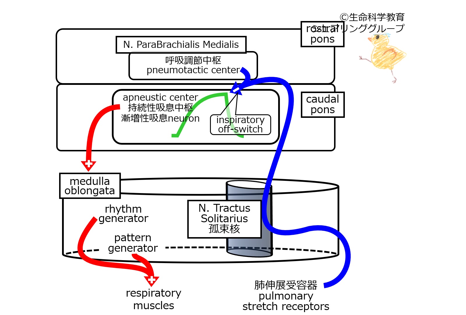 RespiratoryControlRostralPonsNormal.jpg