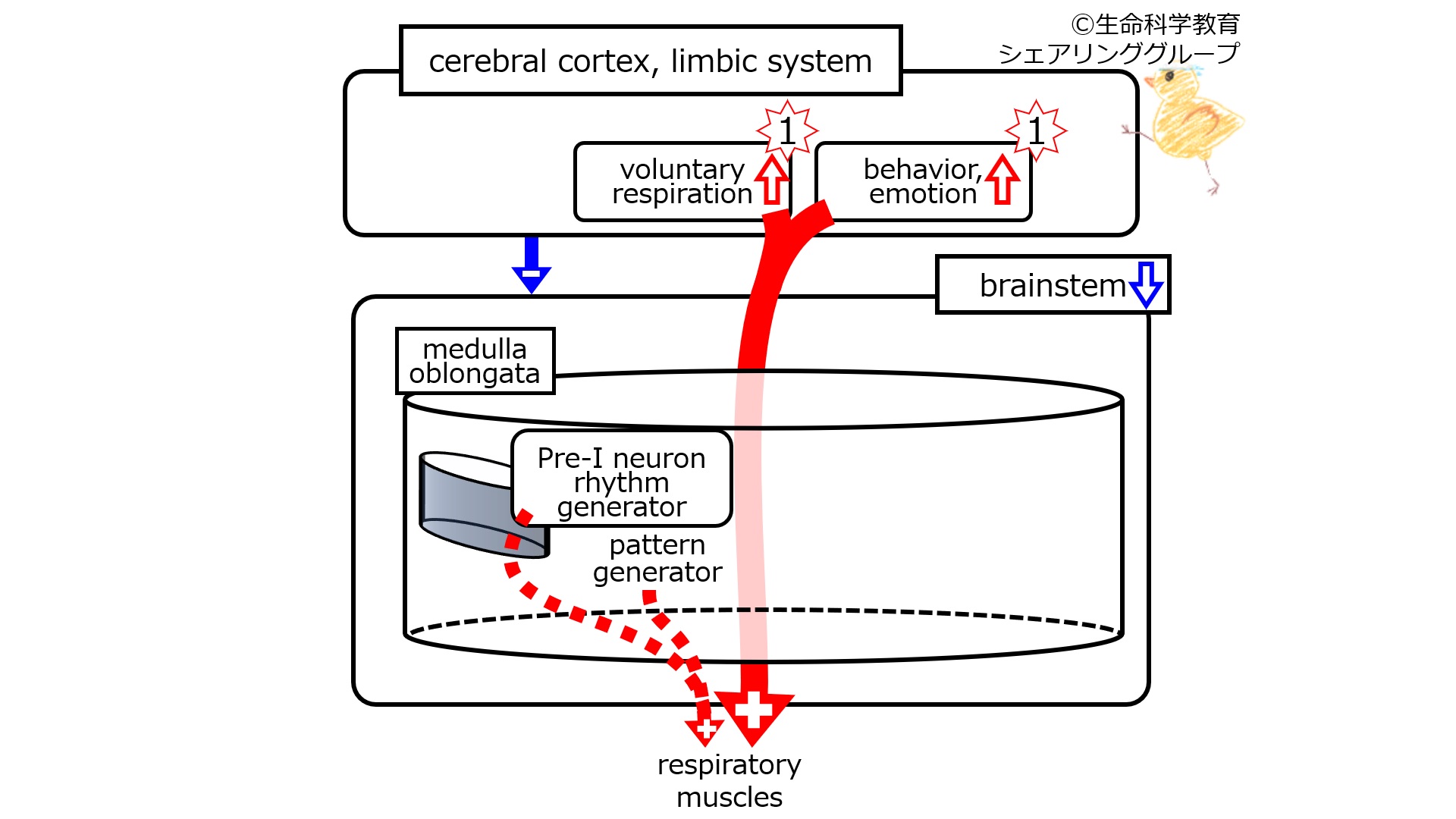 RespiratoryControlCerebralCortexAwake.jpg