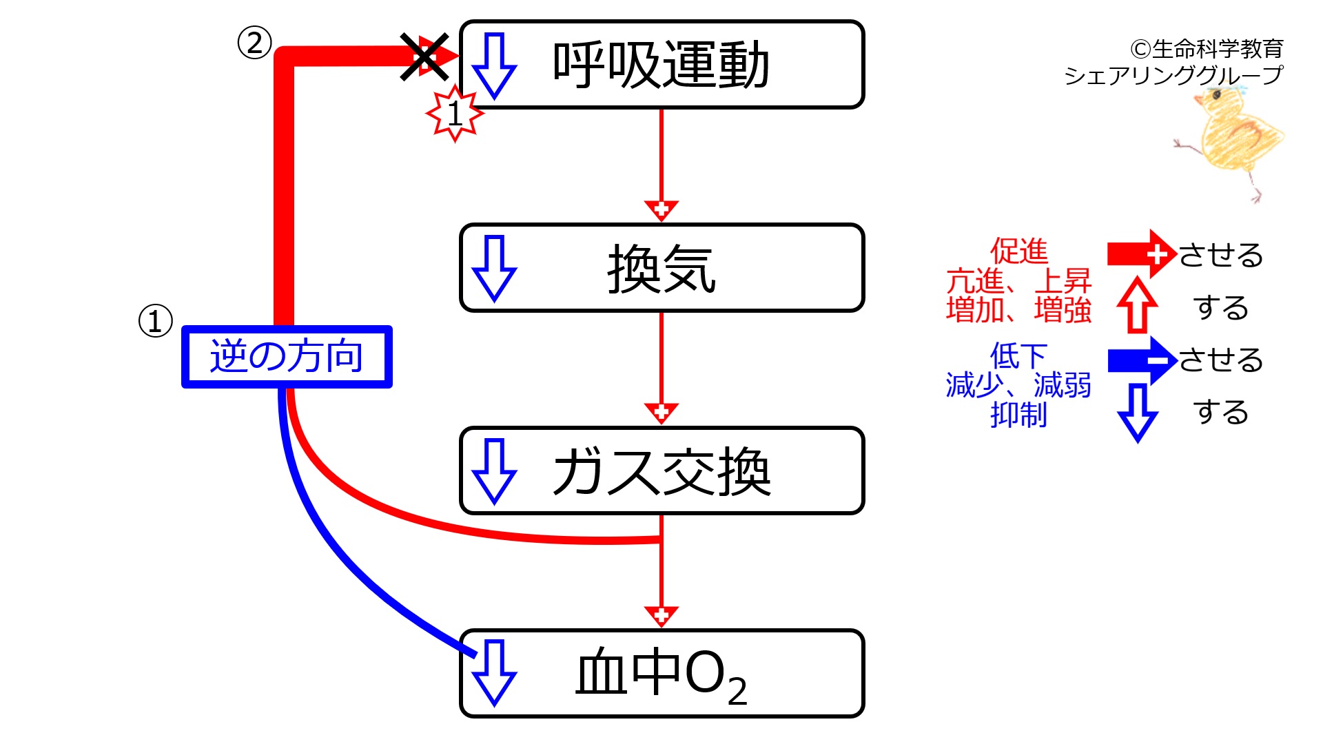 DecVentilationO2WithFeedback.jpg