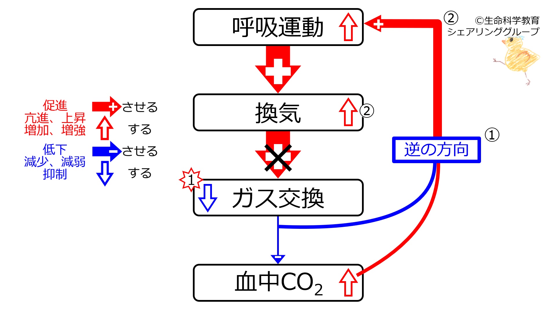PneumoniaCO2.jpg