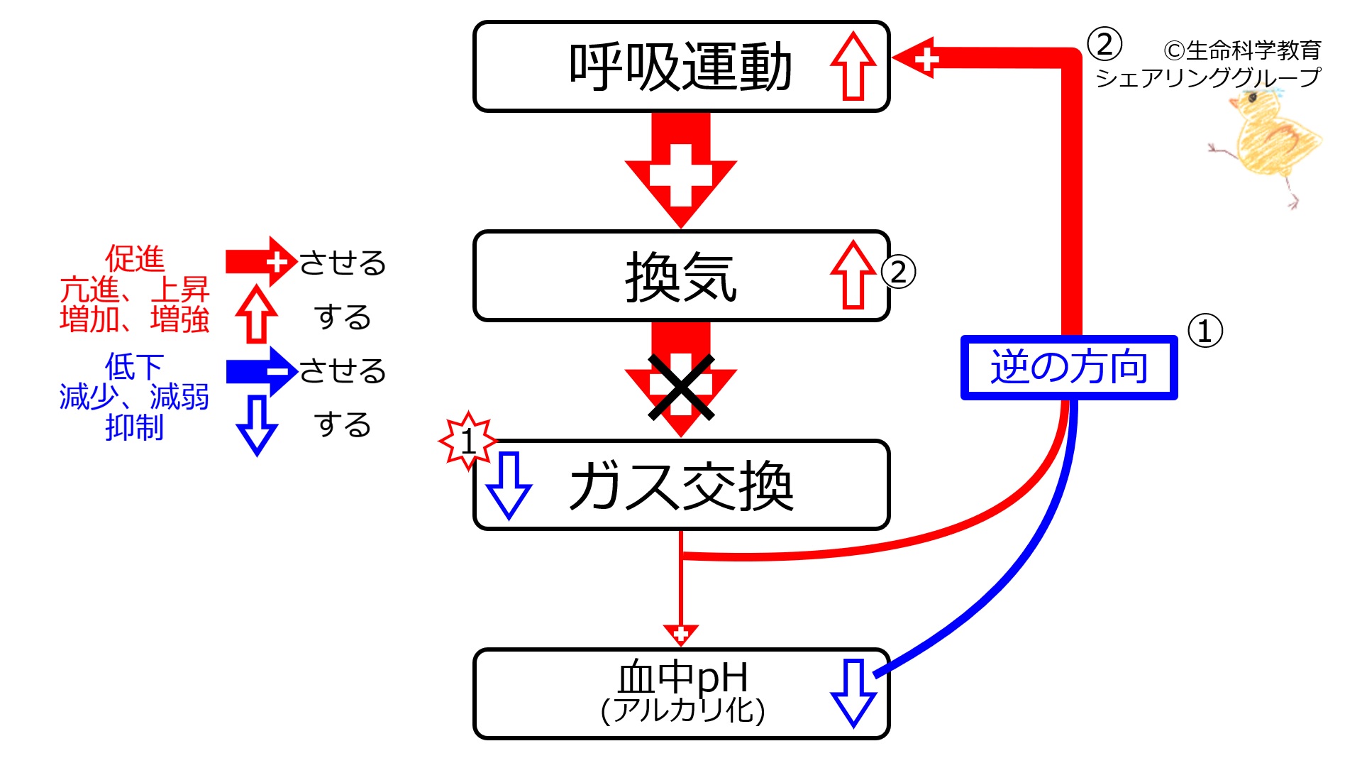PneumoniaPh.jpg