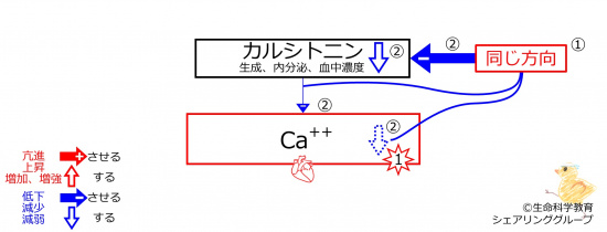 HypoCaAfterBasicFeedbackToCT-JPN.jpg