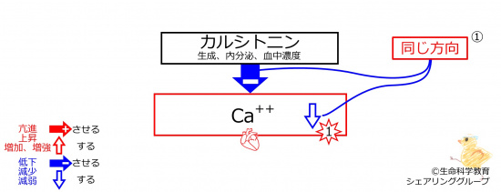 HypoCaBeforeBasicFeedbackToCT-JPN.jpg