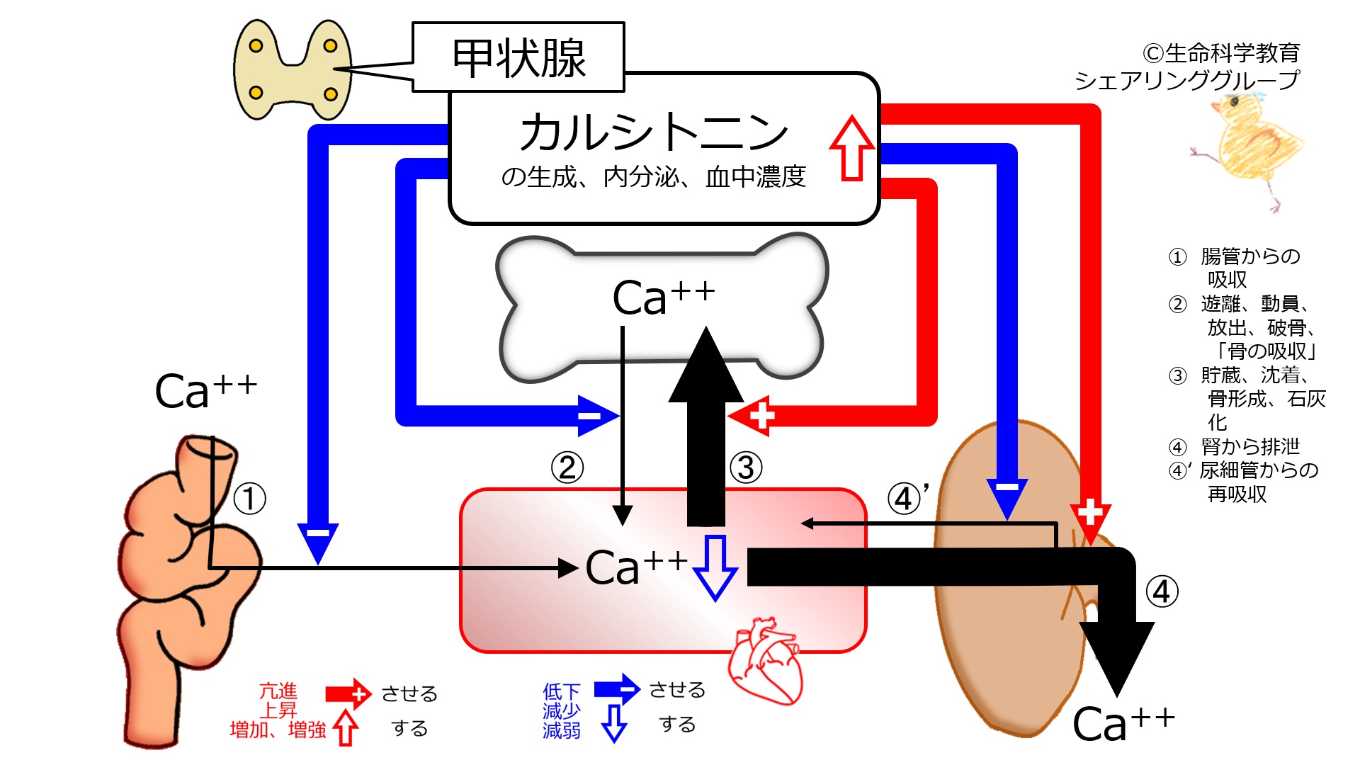 Calcitonin-inc2.jpg