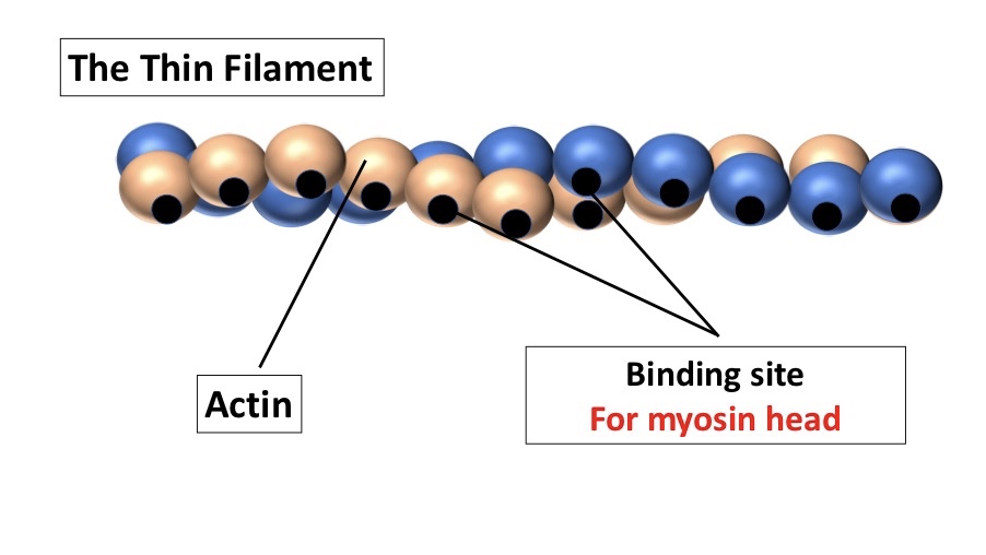 Actinandthinfilament.jpg
