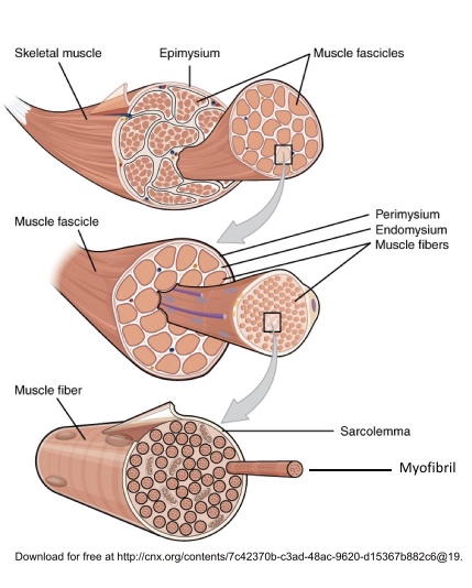 Skeletal muscle gross structure 1.jpg