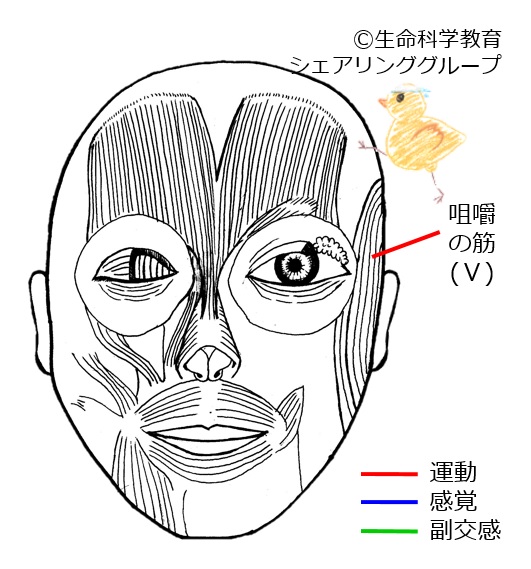Cranial05 3.jpg