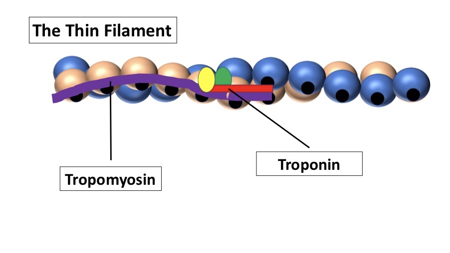 TheThinFilament.jpg