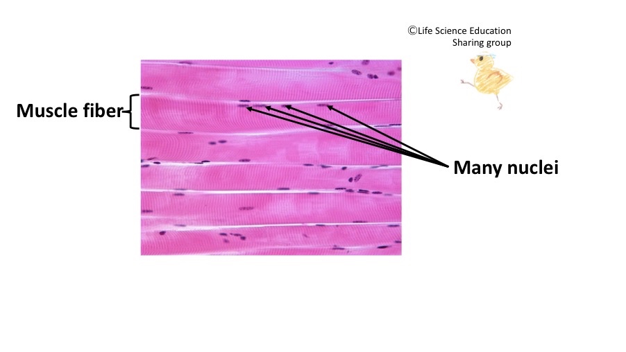 Skeletal Muscle Gross Structure 2.jpg