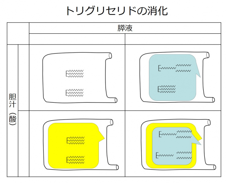 ファイル:脂質消化のまとめ-wb.jpg