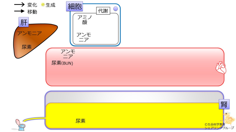 ファイル:03809-wb.jpg