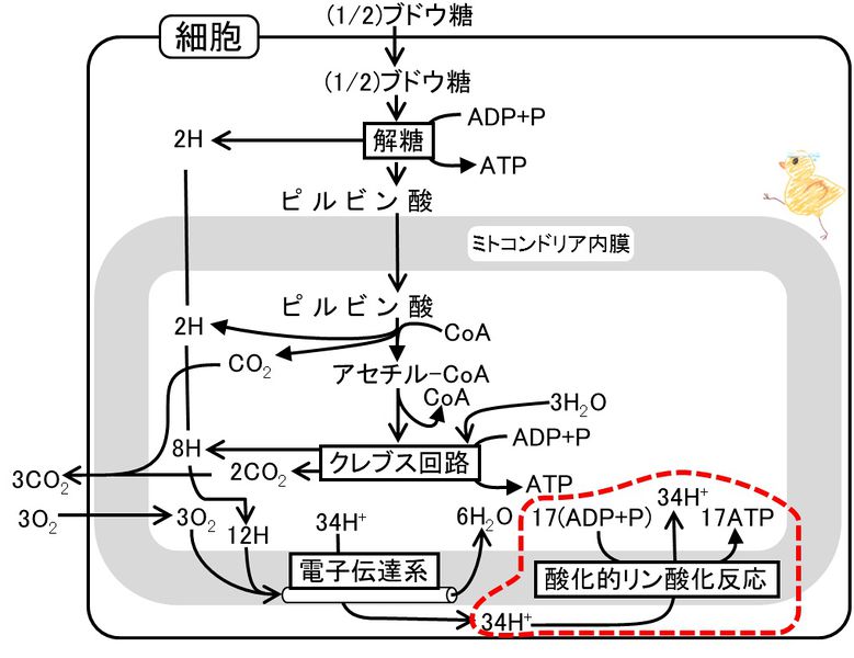 ファイル:04235.jpg