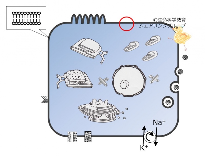 ファイル:04450.jpg