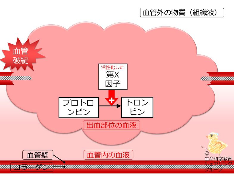 ファイル:04609.jpg
