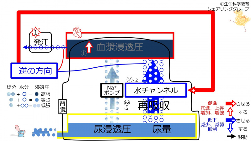ファイル:SweatDuringChannelControl-wb.jpg