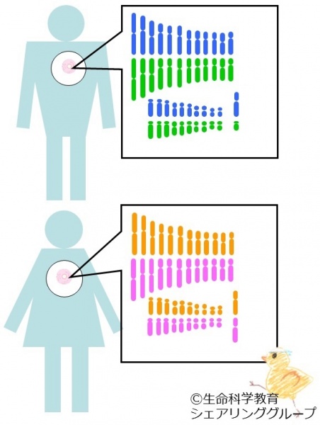 ファイル:性染色体の組み合わせ-wb.jpg