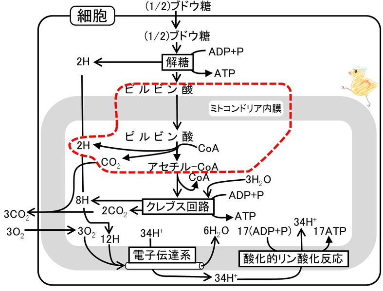 ファイル:04233.jpg
