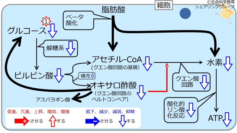ファイル:GlucoseRoleDec.jpg