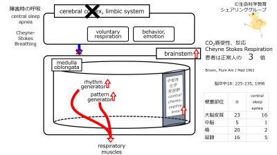 RespiratoryControlCerebralCortexDamagedAsleep.jpg