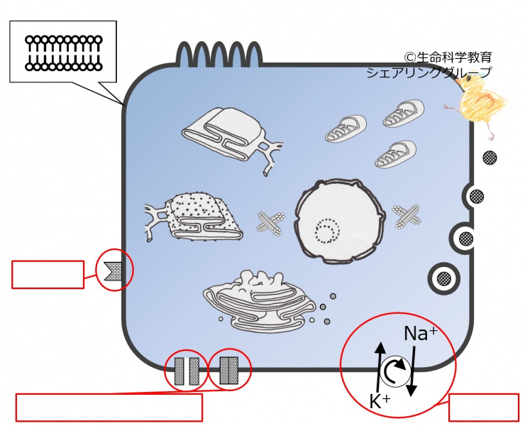 ファイル:04036-wb.jpg
