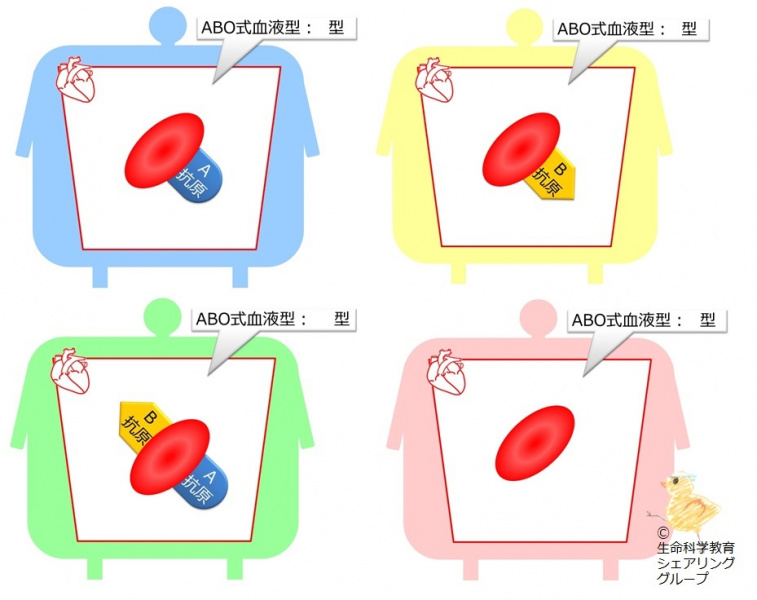 ファイル:04549-wb.jpg