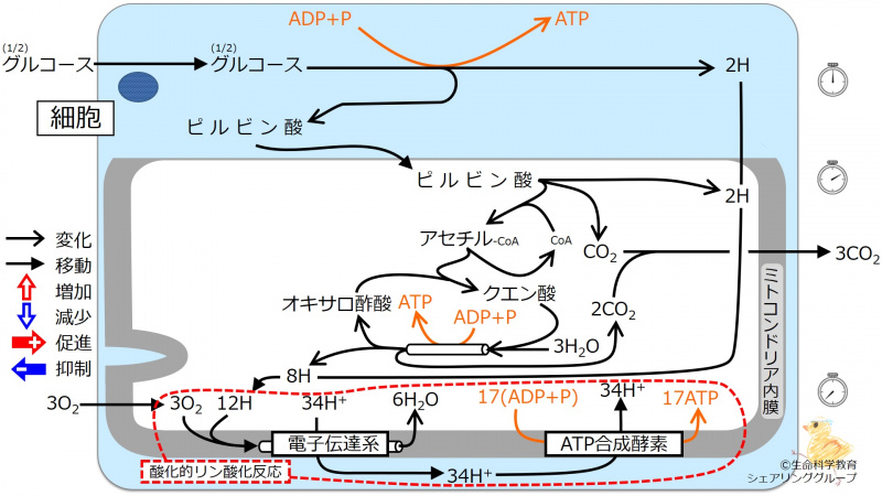 ファイル:Energy metabolism Intro6-wb.jpg