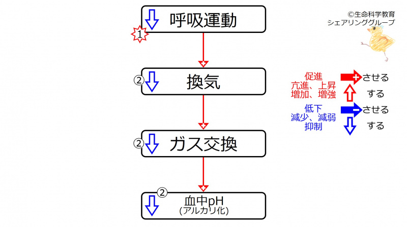 ファイル:HypoVentpH.jpg