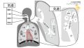 2025年2月2日 (日) 12:18時点における版のサムネイル