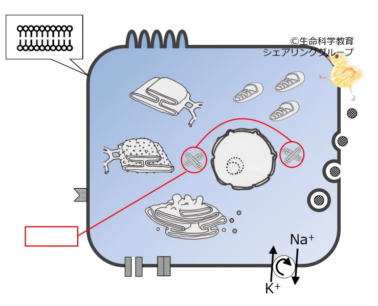 ファイル:04033-wb.jpg