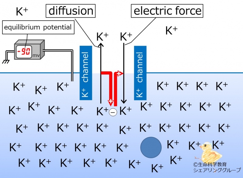 ファイル:Potassium-channel-potential.jpg