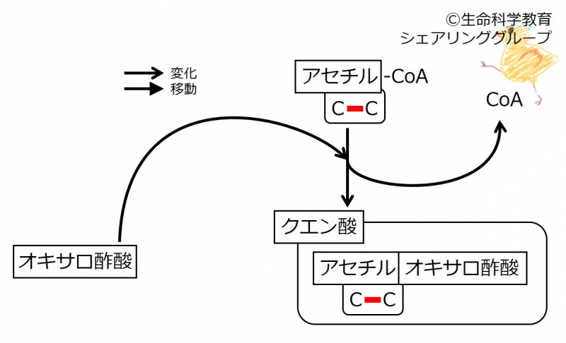 ファイル:Pyruvate-intro6.jpg