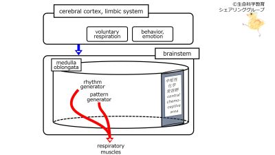 RespiratoryControlCerebralCortexNormalFunction3.jpg
