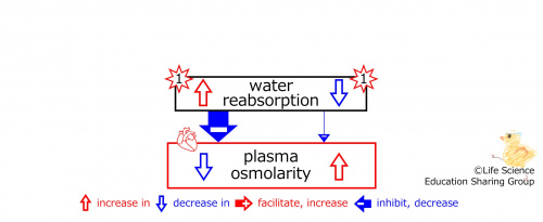 WaterReabsorptioneffectSummaryBasic-ENG.jpg