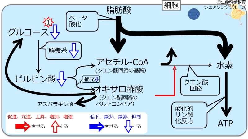 ファイル:GlucoseRoleDecBetaInc-wb.jpg