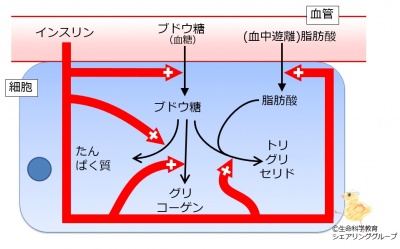 Insulin effect2.jpg
