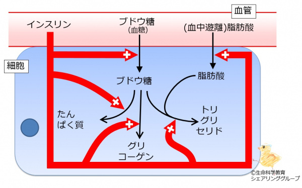 Insulin effect2.jpg