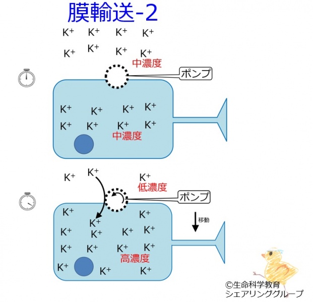ファイル:Pump K ja.jpg