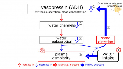 WaterIntakeDuringBasicFeedbackToADH-Eng.jpg