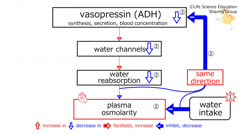 ファイル:WaterIntakeDuringBasicFeedbackToADH-Eng.jpg