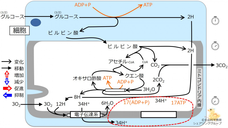 ファイル:エネルギー代謝 全体像5-wb.jpg